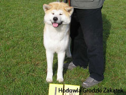 Pure-bred kukurumu dogs breeding