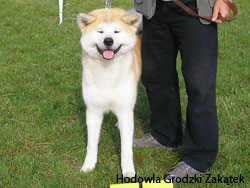 wonderful dog akita