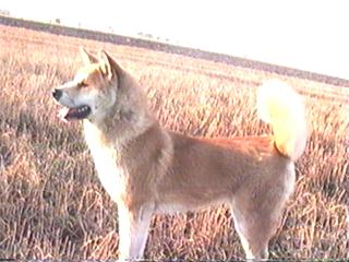 puppies for sale (mother - Afra akita)